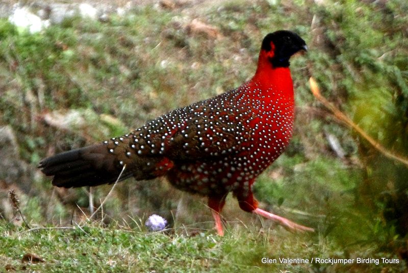 2012 Bhutan Highlights