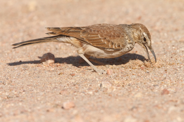 ナミビア中部ブランドバーグ北の砂漠で幼虫をあさるベンゲラヒバリ