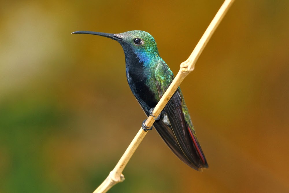 Los colibríes de Folha Seca