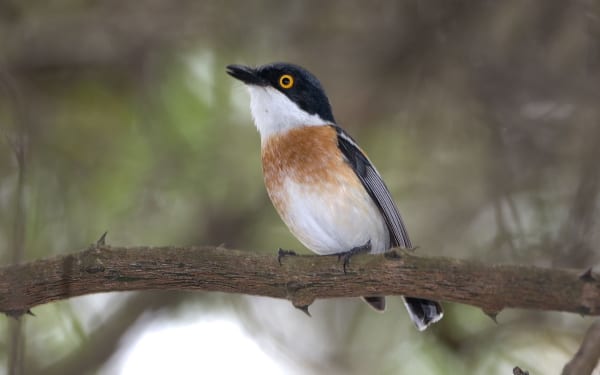 Woodward&#39;s Batis is een bossoort aan de kust met een beperkt bereik die werd ontdekt door de gebroeders Woodward in Zululand. Zowel de Engelse algemene naam als de wetenschappelijke naam Batis fratum herdenken de broers 