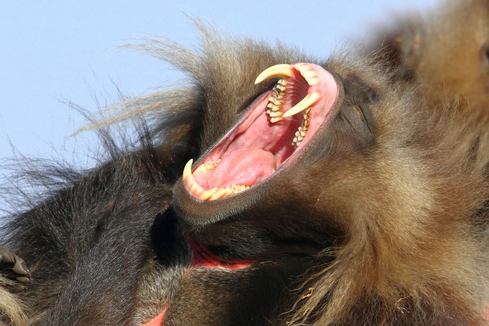 Un Gelada macho mostrando sus increíbles dientes