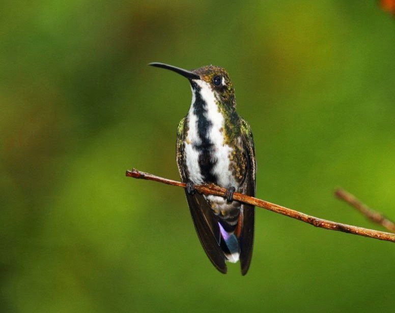 Los colibríes de Folha Seca