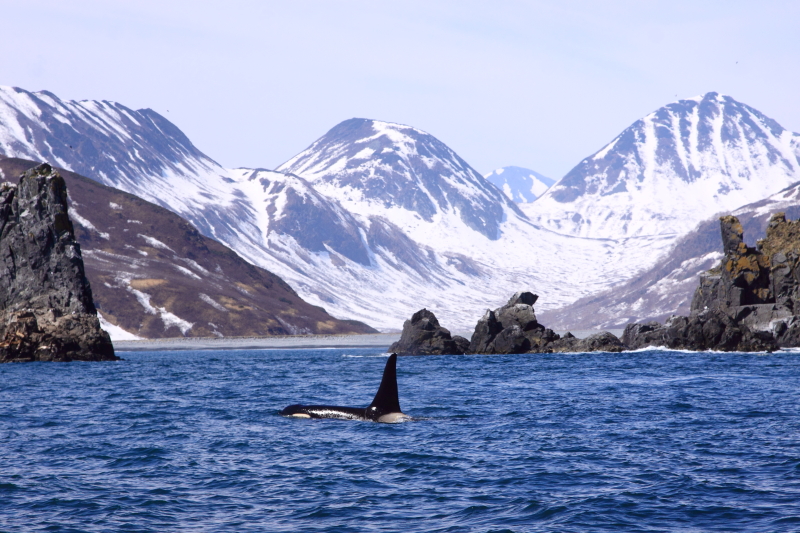 Orca with typical Kamchatka Peninsula background. Image by Felicity Riley