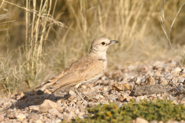 Het favoriete leefgebied van de bleke grijze leeuwerik zijn de open grindvlaktes van de Namib-woestijn