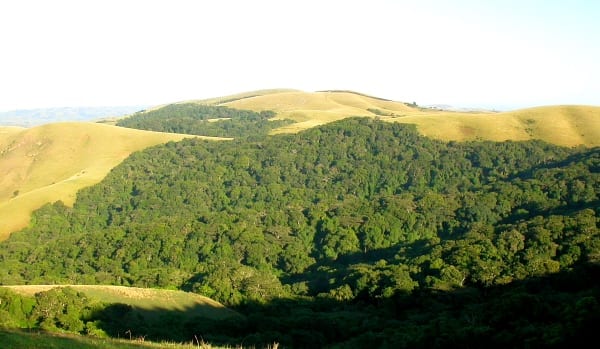 El bosque de Ngoye, en las escarpadas laderas de Zululandia, es un bosque único que alberga la única población de Barbet de Woodward. Imagen de Adam Riley 