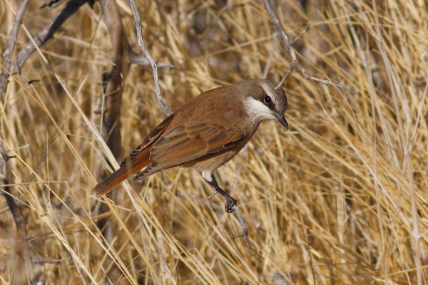 The Herero Chat can be a hard bird to find due to its inconspicuous behavior combined with a scattered, low density