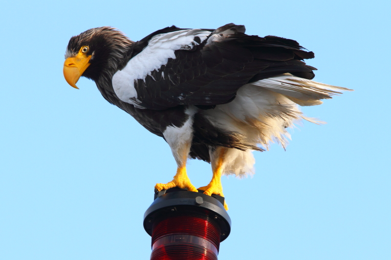 l&#39;aigle de mer de Steller qui a atterri sur notre navire ! Image d&#39;Adam Riley 