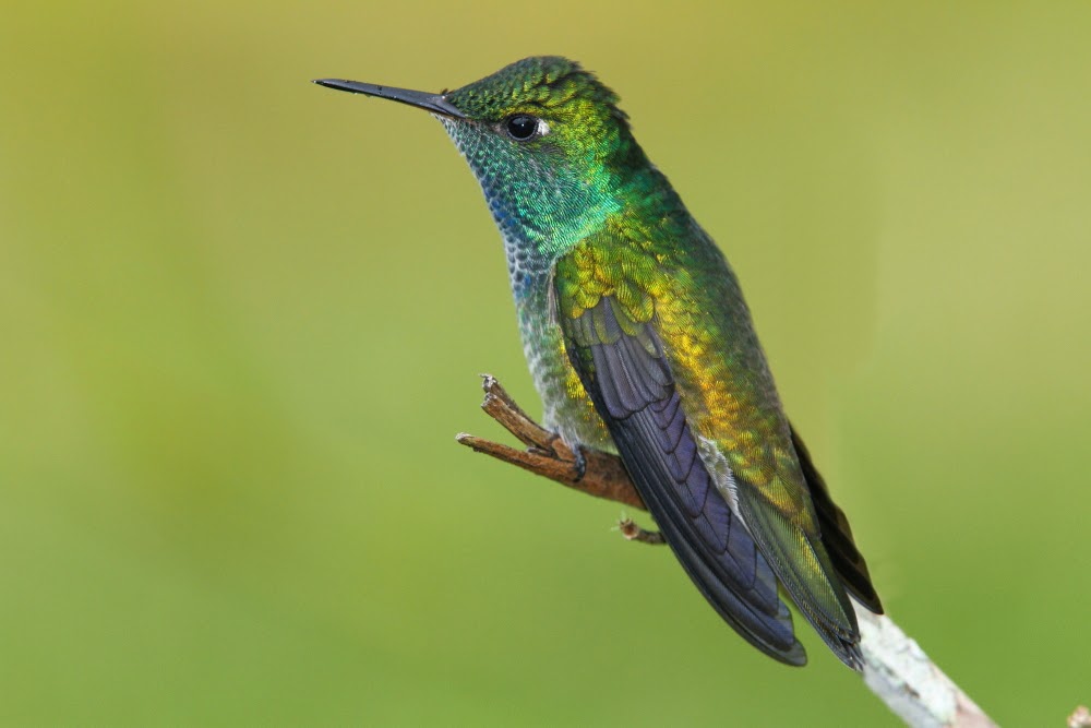 Los colibríes de Folha Seca