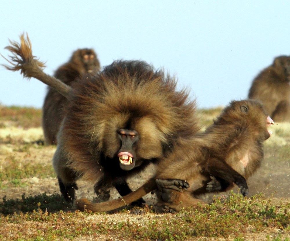 Un macho Gelada simula atacar a una hembra.