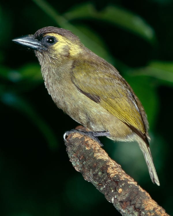 Le barbet de Woodward appartient à un groupe de barbets connus sous le nom de barbets verts. Il existe plusieurs populations isolées, la plus méridionale étant celle de Woodward, limitée à la forêt de Ngoye. 