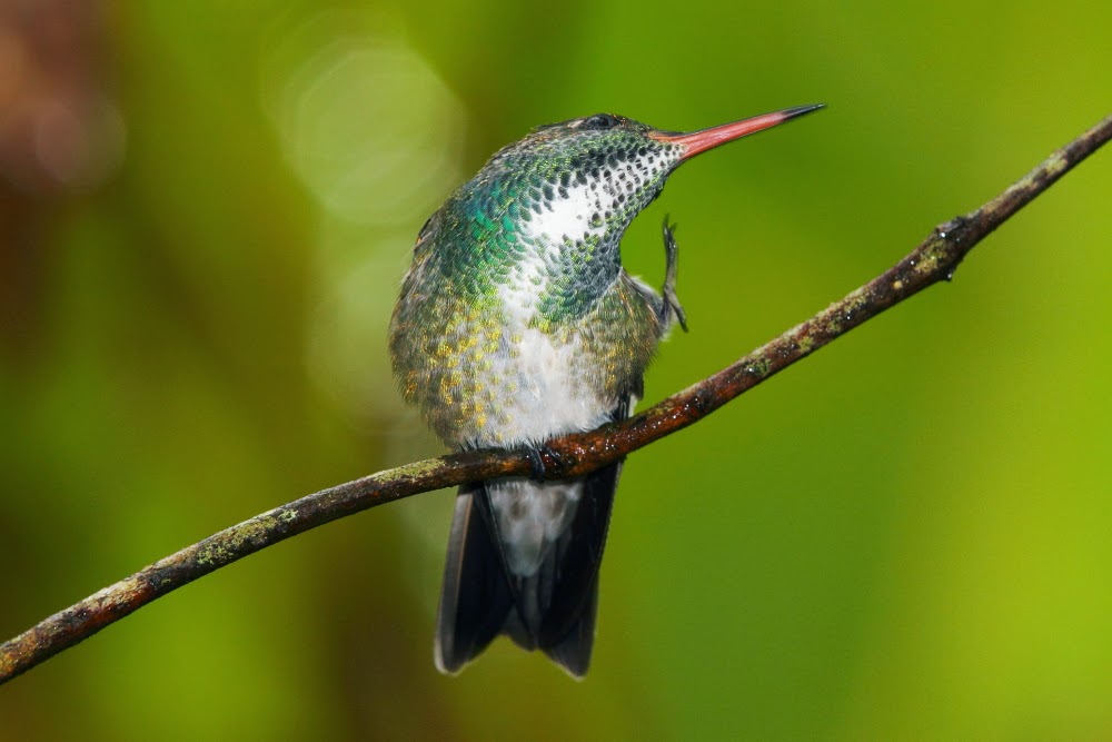 Los colibríes de Folha Seca