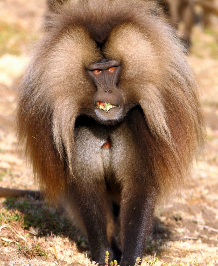 Despite their fierce appearance, Geladas feed mostly on grass blades