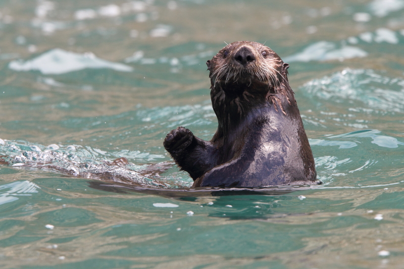 Une loutre de mer curieuse. Image d&#39;Adam Riley 