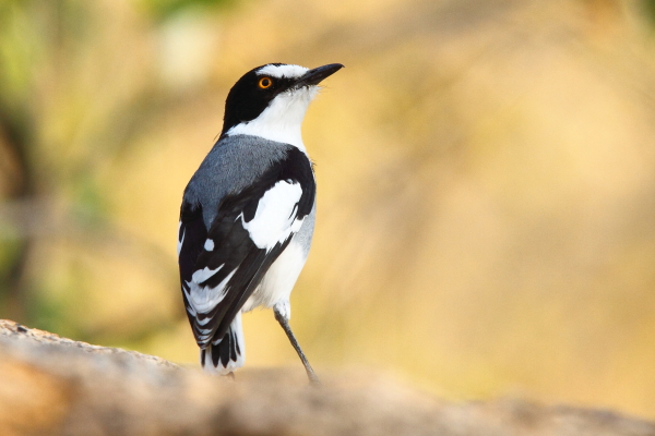 Les 15 oiseaux clés de la Namibie