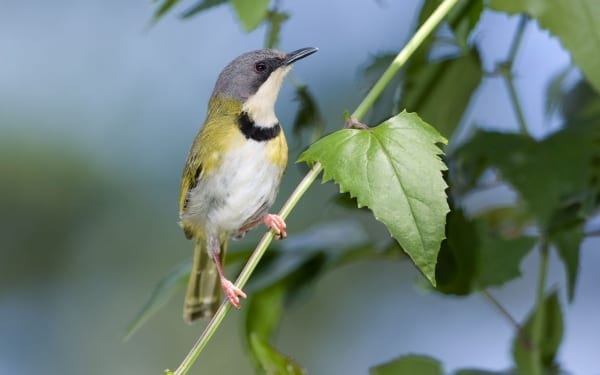 Rudd’s Apalis is a restricted range species that occurs along the Zululand coastal belt. It was discovered by Captain Claude Grant in the opening years of the 20th century and named in honor of his financier, mining magnate Charles Rudd