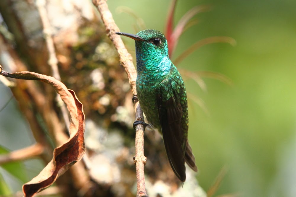 Los colibríes de Folha Seca