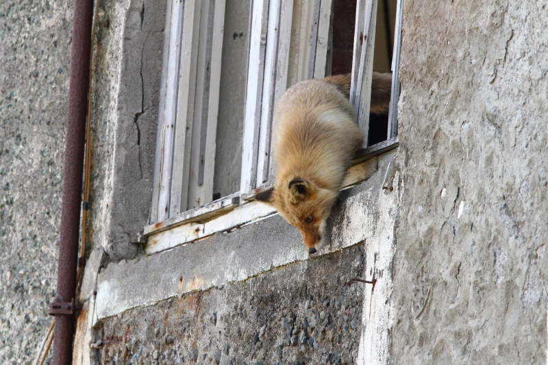 A Red Fox leaps from the second floor of a building at the abandoned Soviet submarine base at Brotana Bay. Image by Adam Riley