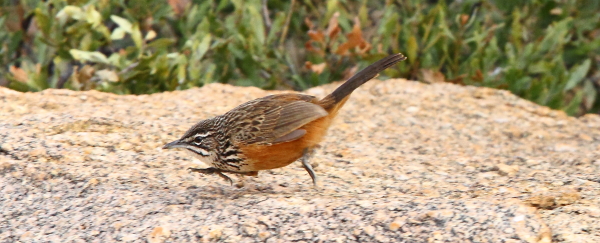 A Rockrunner in action sprinting across its home range