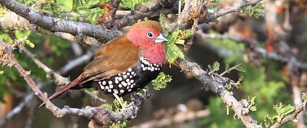 La hermosa mancha gemela de garganta rosada es otra especie de distribución muy restringida que se encuentra a lo largo de la llanura costera de Zululandia y en el sur de Mozambique.