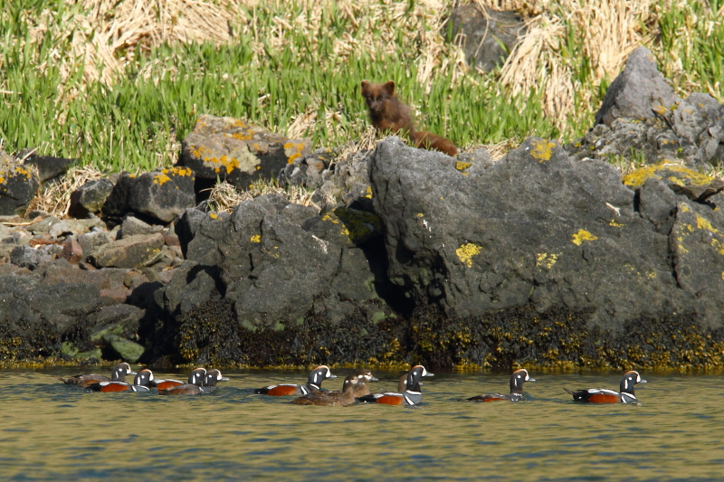 An Arctic Fox carefully watches a flock of Harlequin Ducks in  Yankicha Caldera. Image by Adam Riley