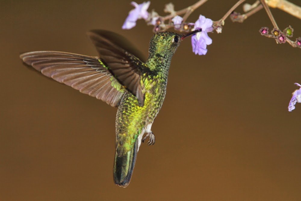 Los colibríes de Folha Seca