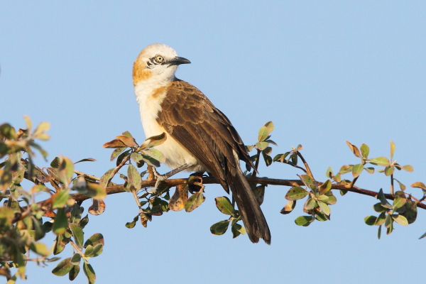 De aantrekkelijke Bare-cheeked Babbler gefotografeerd nabij Etosha National Park.