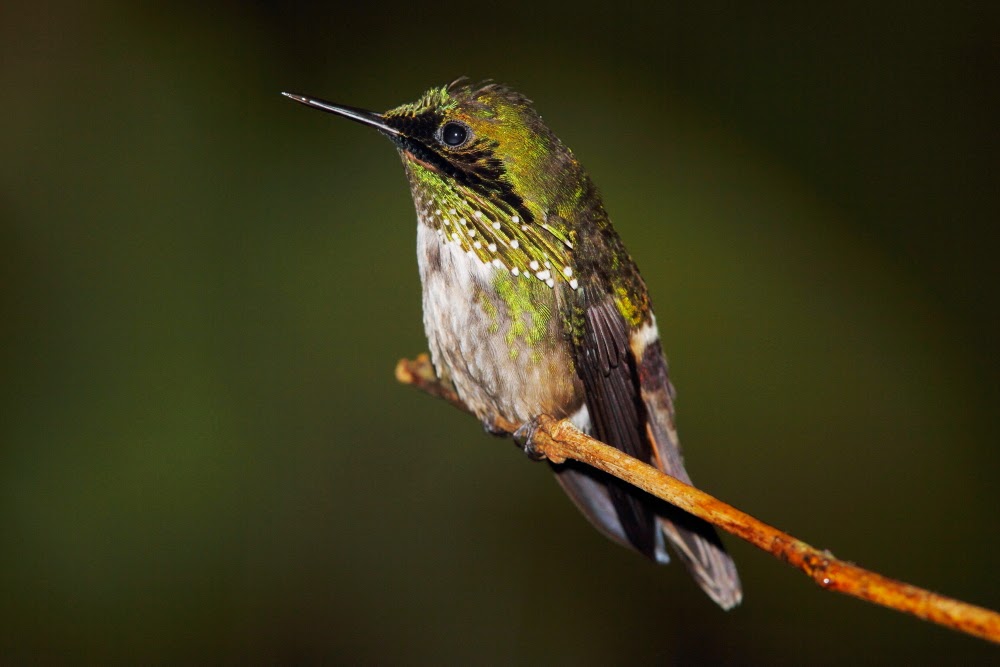 Los colibríes de Folha Seca