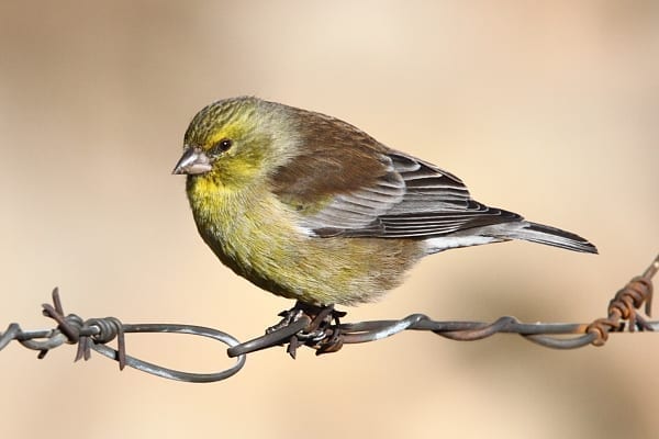 Drakensberg Siskin er en lokaliseret art i de højeste områder af Drakensbergbjergene, hvor den blev beskrevet og opkaldt efter Roden Symonds. Billede af Adam Riley 