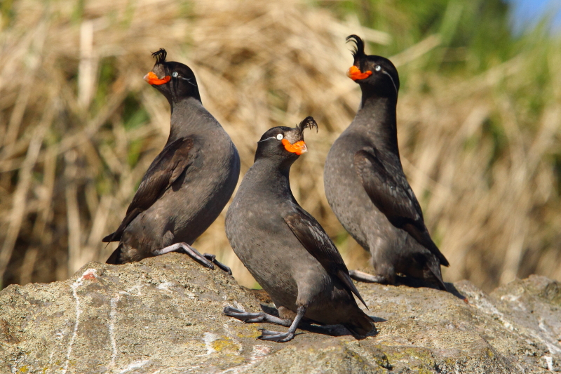 Three of the hundreds of thousands of Crested Auklets that came to roost in Yankicha caldera. Image by Adam Riley