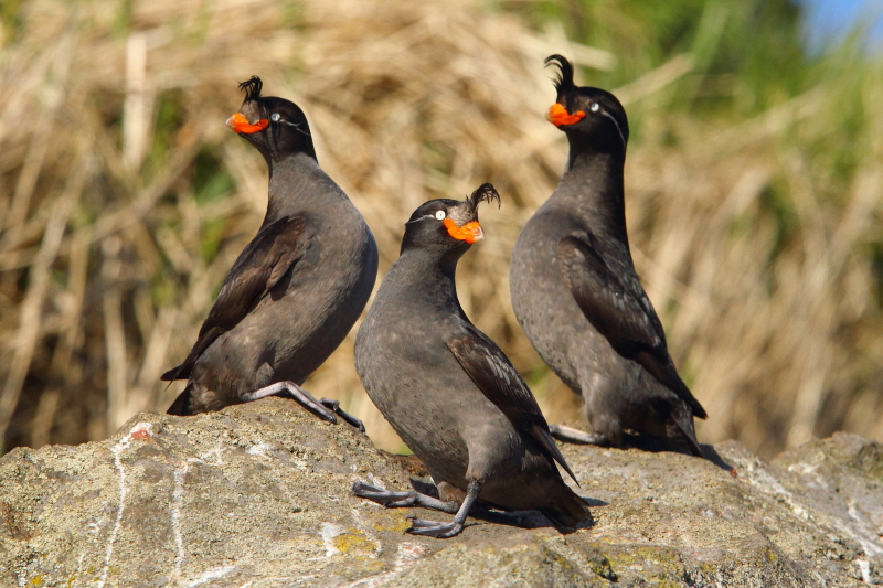 Tre av de hundratusentals Crested Auklets som kom för att rasta i Yankichas caldera. Bild av Adam Riley 