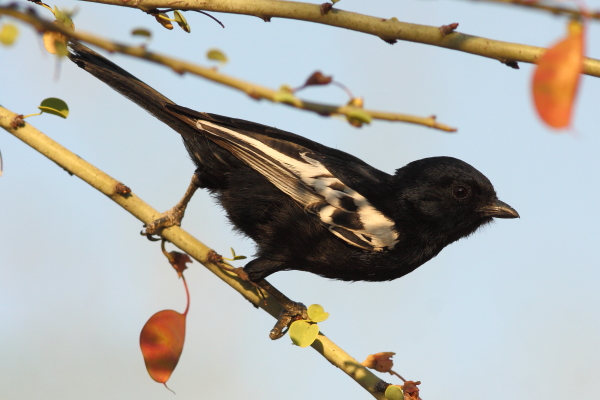 Carbonero común, una especie de bosques secos del centro y norte de Namibia