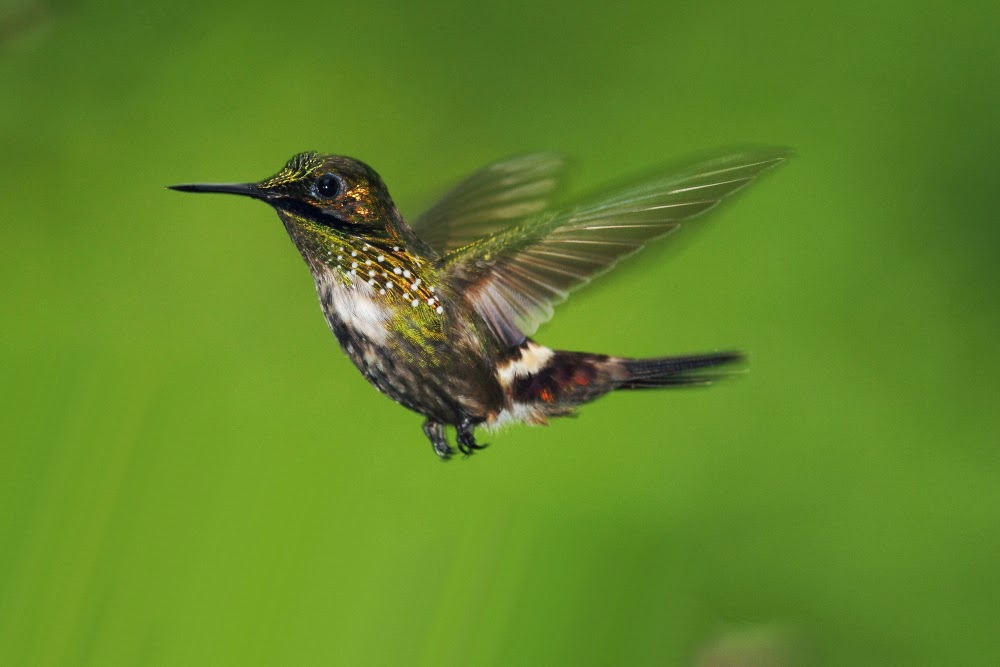 The Hummingbirds of Folha Seca