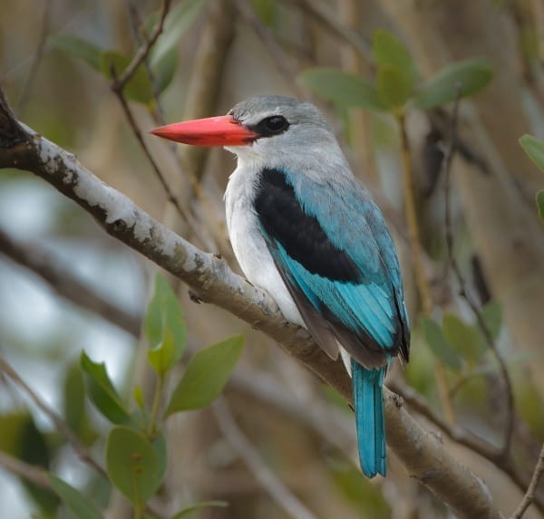 The Mangrove Kingfisher is a rare species which, as its name suggests, lives in coastal mangroves