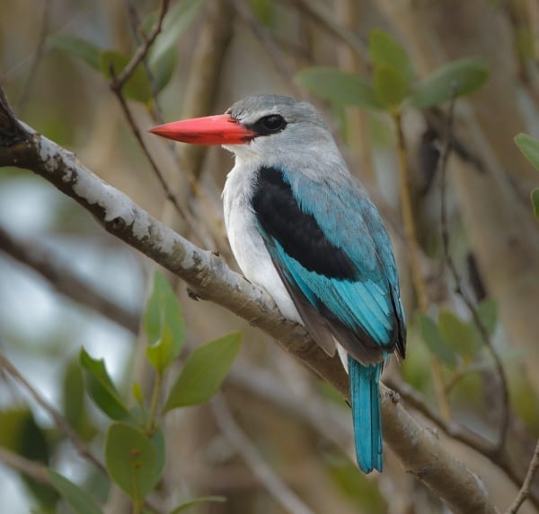 Le Martin-pêcheur des mangroves est une espèce rare qui, comme son nom l&#39;indique, vit dans les mangroves côtières.