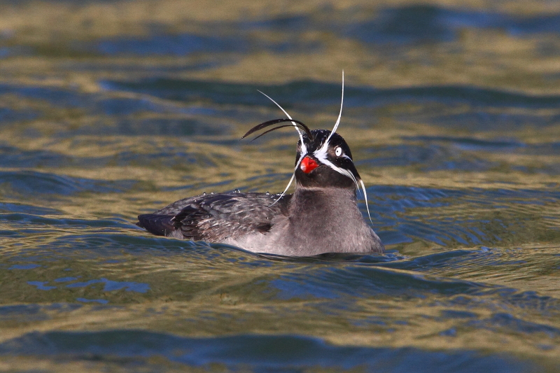The tiny and amazingly plumaged Whiskered Auklet in Yankicha caldera. Image by Adam Riley