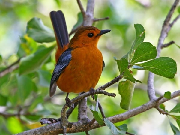 Conocida durante muchos años como Robin de Natal, pero ahora rebautizada como Robin-Chat de gorra roja, esta especie fue descubierta por el Dr. Andrew Smith en la provincia de KwaZulu-Natal.