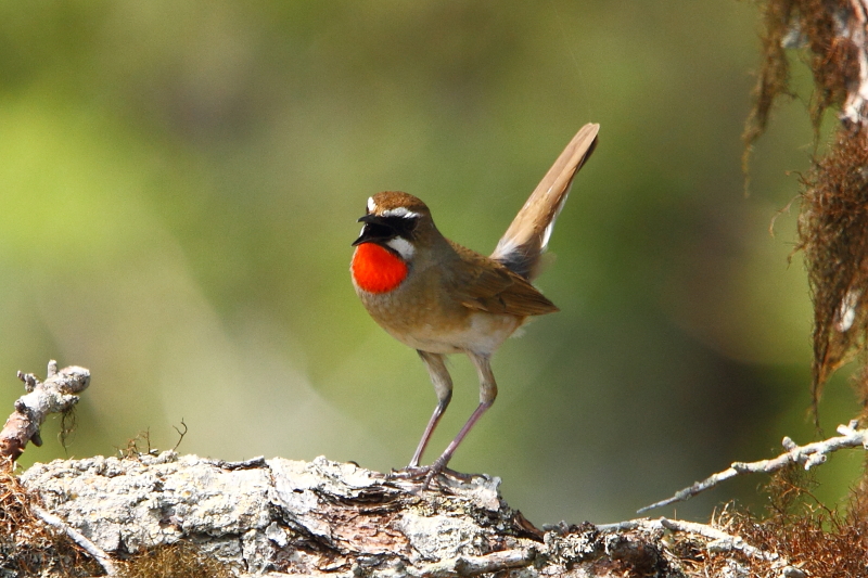 En briljant sångare, Siberian Rubythroat var vanligt förekommande på alla Kurilöarna vi besökte. Bild av Adam Riley 