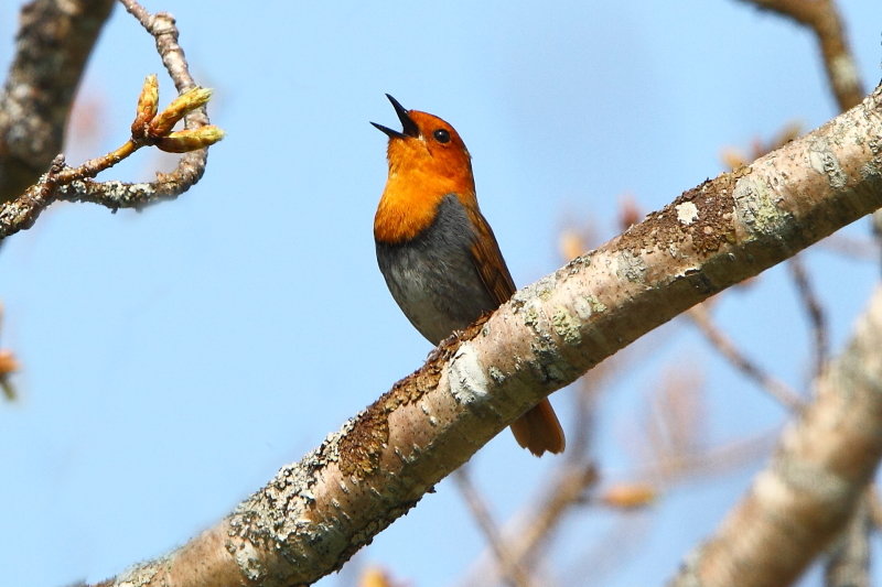 A singing Japanese Robin on Kunashir Island. Image by Adam Riley