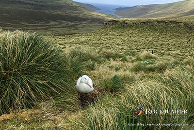Southern Royal Albatross on nest by Adam Riley