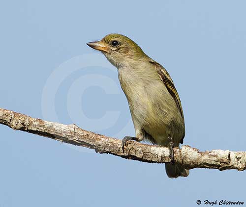 Oiseau bricoleur vert par Hugh Chittenden