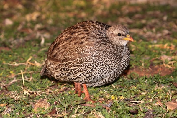 クワズール・ナタール州の鳥観察の簡単な歴史