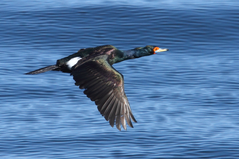 Le cormoran à face rouge est limité aux zones reculées de l&#39;océan Pacifique Nord. Image d&#39;Adam Riley 