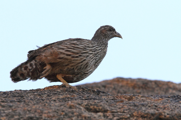 A male Hartlaub’s Francolin scurries across granite boulders in the Erongo Mountains of central Namibia