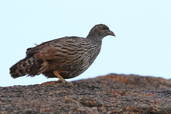 Un Francolin de Hartlaub mâle se précipite à travers des rochers de granit dans les montagnes Erongo, au centre de la Namibie.