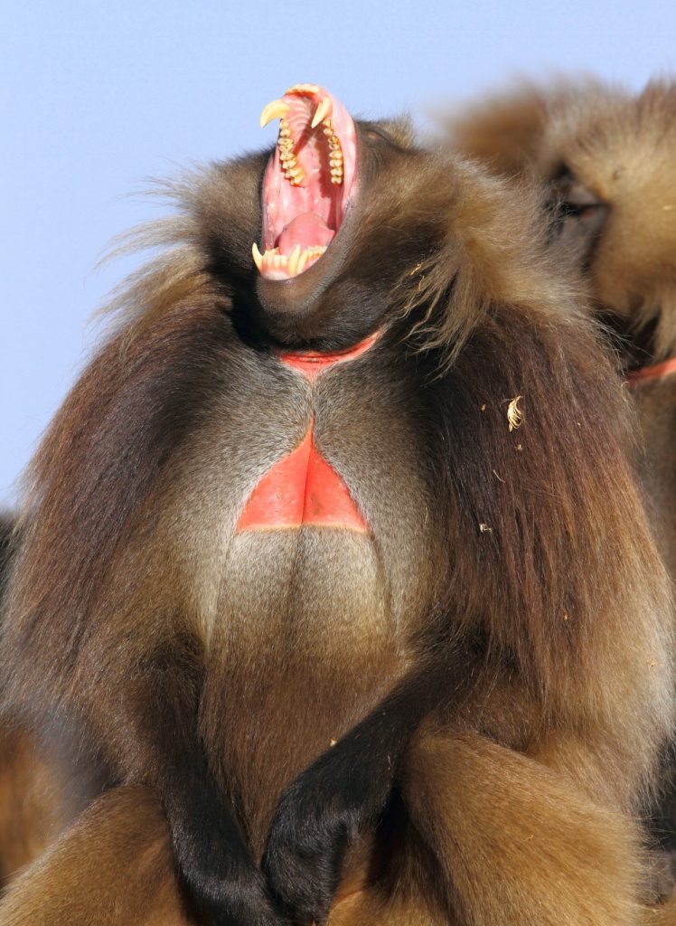 Gelada Yawn