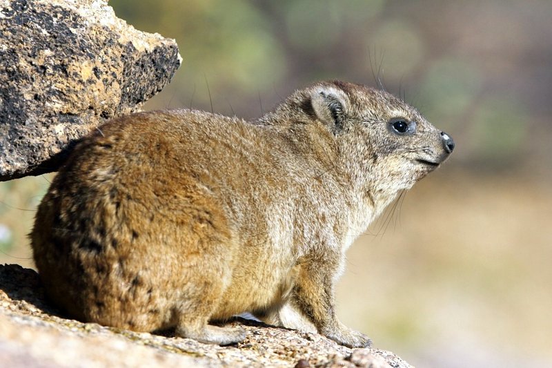 Rock Hyraxes är mycket större än Dassie Rats men sambor samma klipphällar