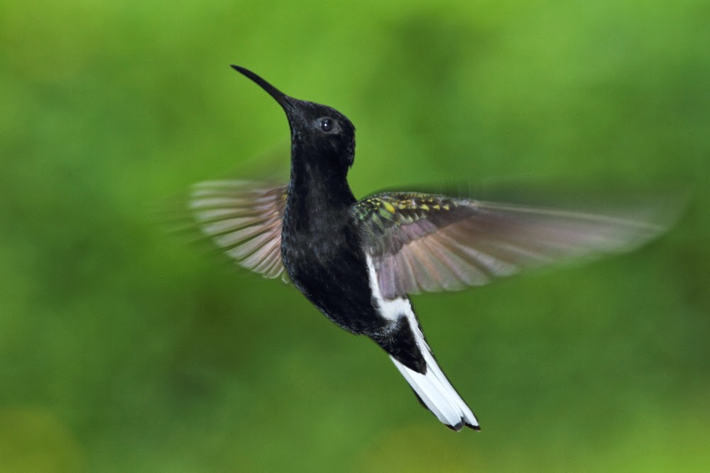 Los colibríes de Folha Seca