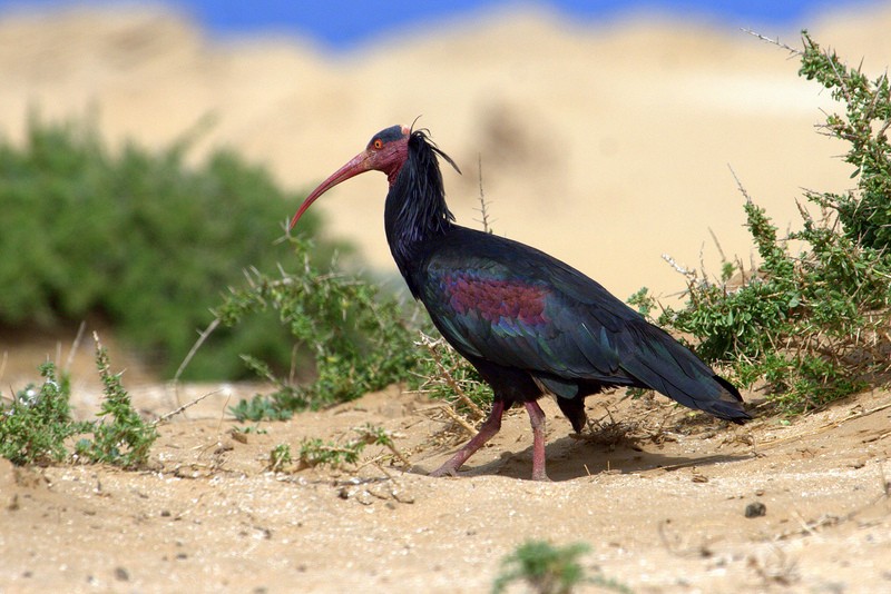 Northern Bald Ibis i Marocko av Adam Riley