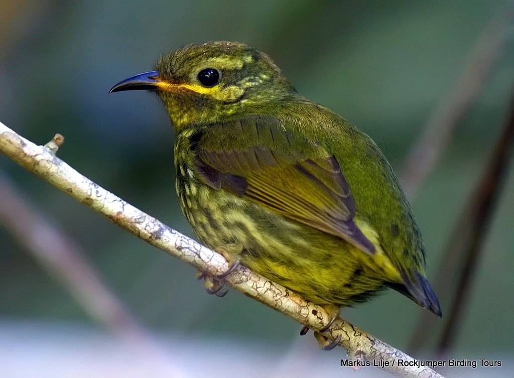 Velvet Asity (femelle) de Markus Lilje