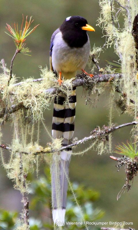 Yellow-billed Blue Mapie – This handsome species is also seen in the Bhutanese highlands